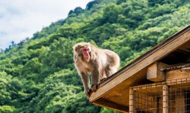 Le parc aux singes d'Iwatayama Macaque japonais sur un toit au parc aux singes d'Iwatayama