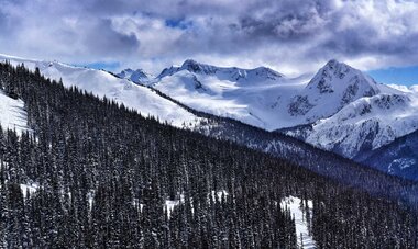 Forêt de pins et Blackcomb Peak enneigé