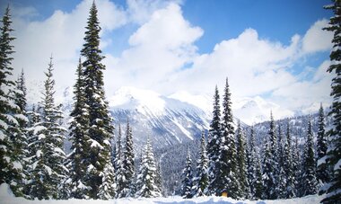 Forêt de pins et montagnes enneigées