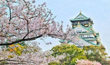 Le Château d'Osaka Le Château d'Osaka en fond et un cerisier en fleur au premier plan
