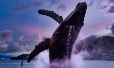 Alaska Whale Alaska Whale