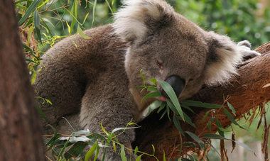 Koala