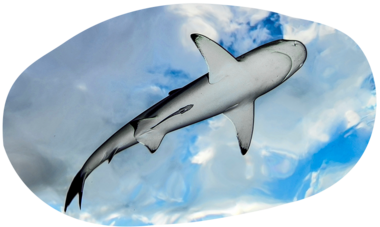 Air Tahiti Nui shark diving