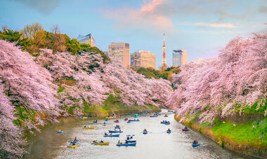 Japon fleurs de sakura