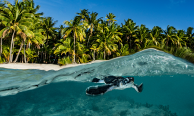 tortues de tetiaroa Te Mana o te moana Petite tortue dans le lagon de tetiaroa