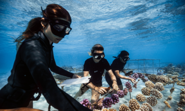 Coral Gardeners nurserie de corail