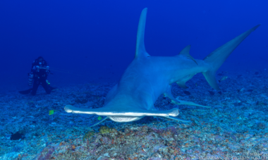 Grand requin marteau durant une plongée à Rangiroa Grand requin marteau durant une plongée à Rangiroa