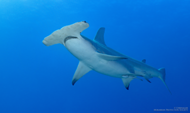 grand requin marteau à rangiroa