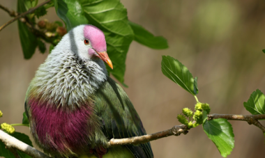 SOP Manu : ptilope de Hutton ptilope de Hutton : oiseau endémique