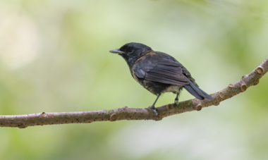 SOP Manu : Monarque de Tahiti Monarque de Tahiti : oiseau endémique