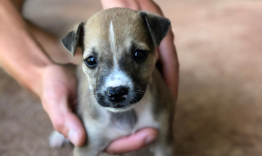 A Ti'a Matairea : Association pour la biodiversité Chiot sauvé par l'association A Ti'a Matairea