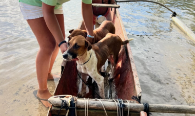 A Ti'a Matairea : Association pour la biodiversité Chiens A Ti'a Matairea