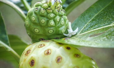 fruit du noni 