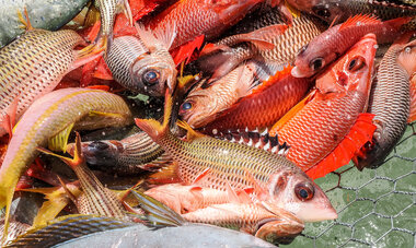 POISSON DANS UN FILET