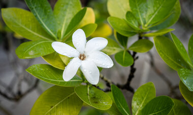 Fleur de Tiare tahiti