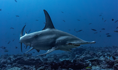 Gombessa Expedition Tamataroa Grand requin marteau