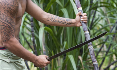 Sugar Cane Fields – Manutea