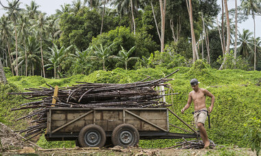 Sugar Cane Fields Manutea 