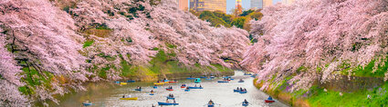 Japon fleurs de sakura Japon fleurs de sakura